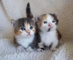 Munchkin Kittens for sale contact us +33745567830 - Dublin Cats, Kittens