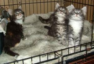 Cute Male and female Maine Coon Kittens for sale contact us +33745567830 - Kuwait Region Cats, Kittens