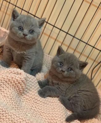 Well Train Male And Female British Shorthair Kittens For Sale contact us +33745567830 - Vienna Cats, Kittens