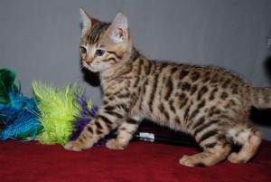 Nice male and female Bengal Kittens Available for sale contact us +33745567830 - Vienna Cats, Kittens