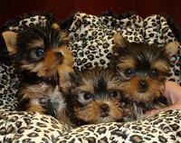 Awesome male and female Teacup Yorkie Puppies Available contact us +33745567830 - Dublin Dogs, Puppies