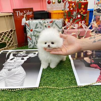 Playful Teacup white Pomeranian puppies for sale +33745567830 - Brussels Dogs, Puppies