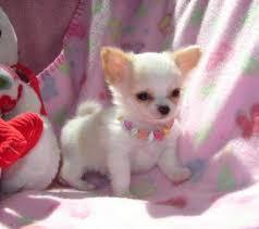 Chihuahua male and female Puppies for sale contact us +33745567830 - Kuwait Region Dogs, Puppies