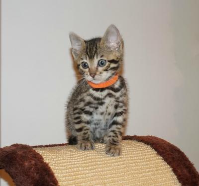 Cute Bengal kittens for a lovely home for sale contact us +33745567830 - Zurich Cats, Kittens