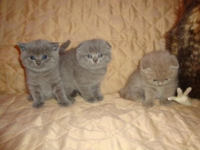 Cute Scottish Fold Kittens sale whatsapp me at +33745567830 for more details - Zurich Cats, Kittens