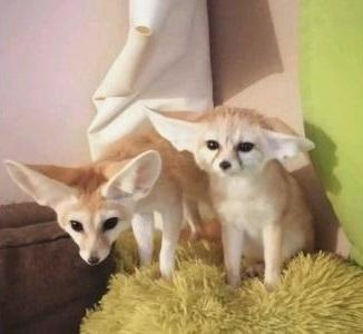 Registered male and female Fennec Foxes for sale contact us +33745567830 - Zurich Cats, Kittens