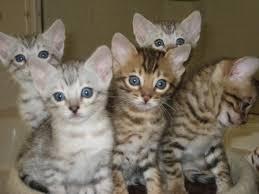 Cute Male and female Bengal Kittens for sale contact us +33745567830 - Zurich Cats, Kittens