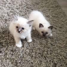 We do have male and female Birman kittens for sale contact us +33745567830 - Zurich Cats, Kittens