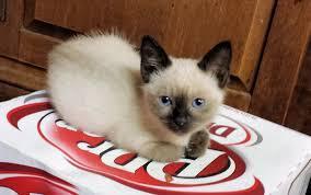 Beautiful male and female Siamese Kittens for sale contact us +33745567830 - Zurich Cats, Kittens