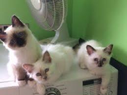 Registered male and female Birman Kittens with Pedigree for sale contact us +33745567830 - Zurich Cats, Kittens