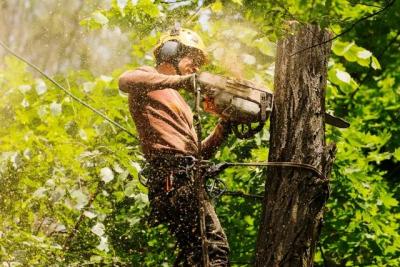 Tree removal companies near me - Sydney Other