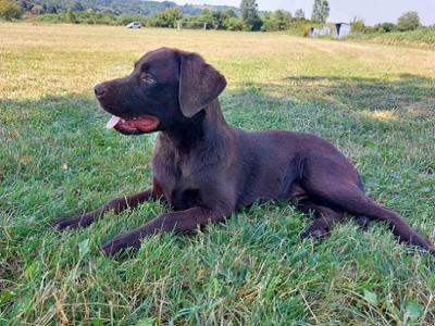 Labrador retriever - Vienna Dogs, Puppies