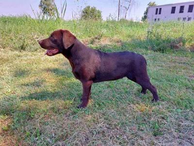 Labrador retriever - Vienna Dogs, Puppies