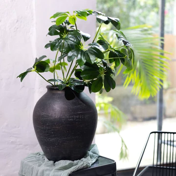 Explore a wide range of decorative vases, indoor planters & flower pots online in India - Delhi Home & Garden