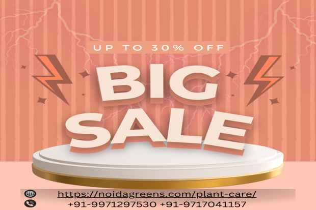 Where Can I Buy the Best Indoor Plants In Noida With Great Offers?