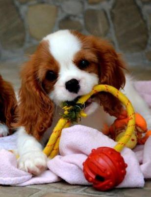 Cavalier King Charles Spaniel - Blenheim - Vienna Dogs, Puppies