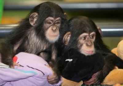 Cute Chimpanzee Monkeys for Sale  - Dubai Other