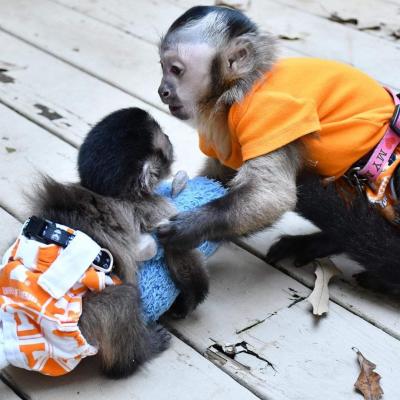 Cute  Capuchin Monkeys for Sale - Dubai Other
