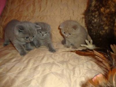 Cute Scottish Fold Kittens sale - Dubai Cats, Kittens