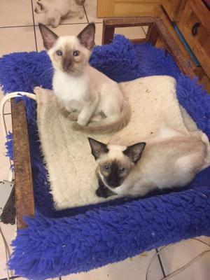 Adorable Siamese kittens for sale  - Kuwait Region Cats, Kittens