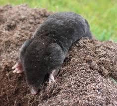 Expert ground mole removal services - Atlanta Other