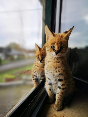 Beautiful Serval Kittens for sale  - Zurich Cats, Kittens