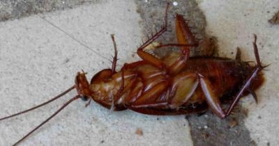 Find The Best Cockroach Treatment in Singapore - Singapore Region Professional Services