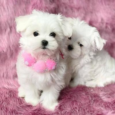 Beautiful Maltese puppies ready Whatsapp me at  +31623136056 - Berlin Dogs, Puppies