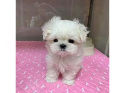 Beautiful Maltese puppies ready Whatsapp me at  +31623136056 - Berlin Dogs, Puppies