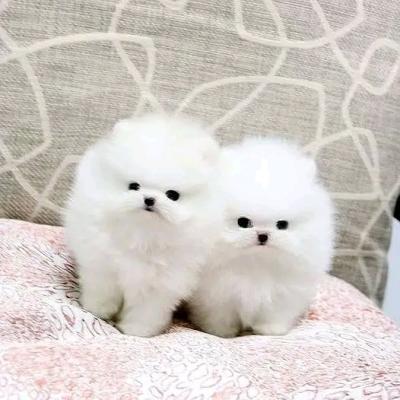 Beautiful pomarenian puppies for sale Whatsapp me at  +31623136056 - Berlin Dogs, Puppies
