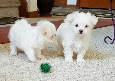 Beautiful Maltese puppies ready Whatsapp me at  +31623136056 - Antwerp Dogs, Puppies
