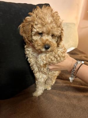 Toy poodle - Vienna Dogs, Puppies