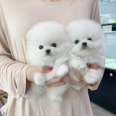 Beautiful pomarenian puppies for sale Whatsapp me at   +447944279298 - Lodz Dogs, Puppies