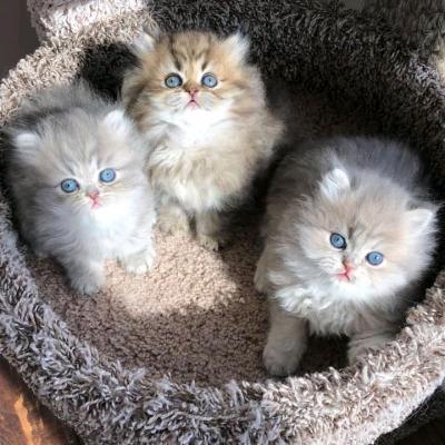 Gorgeous full  persian kittens Whatsapp me at  +447944279298 - Kuwait Region Cats, Kittens