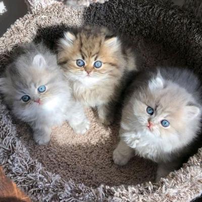 Gorgeous full  persian kittens Whatsapp me at  +447944279298 - Kuwait Region Cats, Kittens