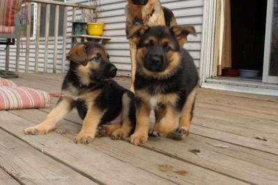 German Shepherd Puppies for sale  - Kuwait Region Dogs, Puppies