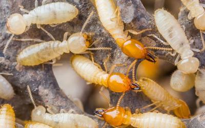 Try Out The Leading Termite Specialist in Singapore - Singapore Region Professional Services