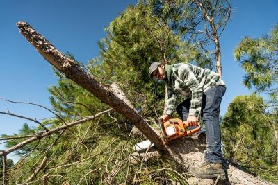 The Tree Guy for Safe Response for an Emergency Tree Removal - Washington Other