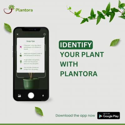 The App Which Identifies Plants and Care - Plantora - Dubai Maintenance, Repair