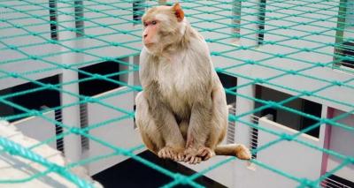 Prestige Safety Nets | Ensuring Reliable Monkey Safety Nets in Bangalore - Bangalore Other