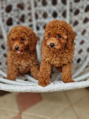 Red and apricot poodle - Vienna Dogs, Puppies