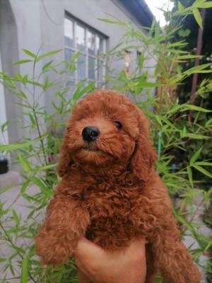 Red and apricot poodle - Vienna Dogs, Puppies