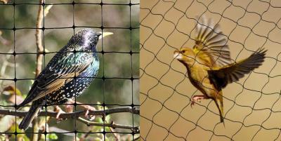 Best Anti Birds Nets in Hyderabad