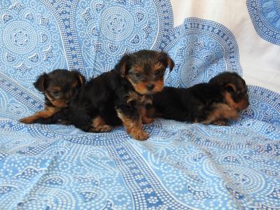 Lovely Yorkie puppies for sale 