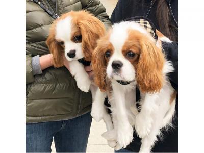 Cute Cavalier King Charles Spaniel Puppies for sale 