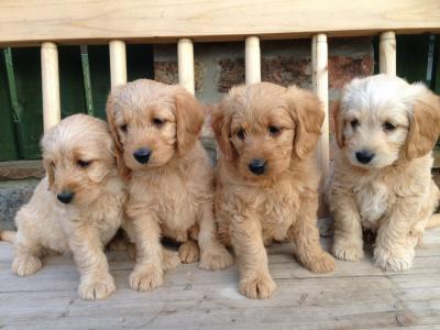 Cute Toy Poodle Puppies available for sale