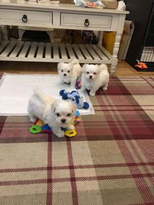 Lovely Maltese Puppies for sale 