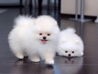 Charming Teacup Pomeranian Puppies for Sale 