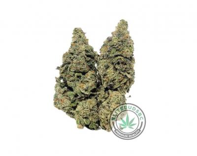 Buy Grand Master Strain (AAAA) Canada - Vancouver Other