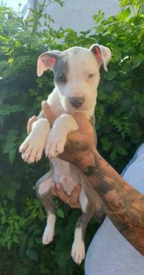 Chiots American Staffordshire Terrier - Paris Dogs, Puppies